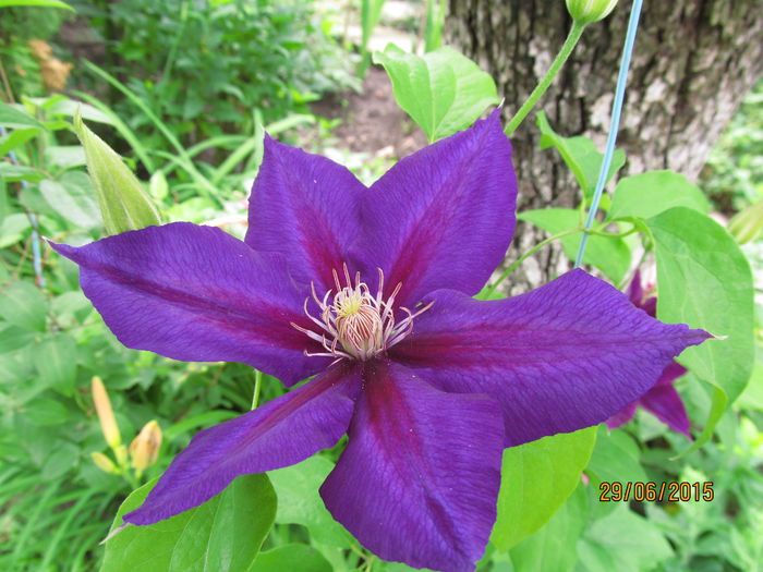 IMG_1167 - Clematis 2015