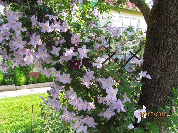 IMG_1285 - Clematis 2015