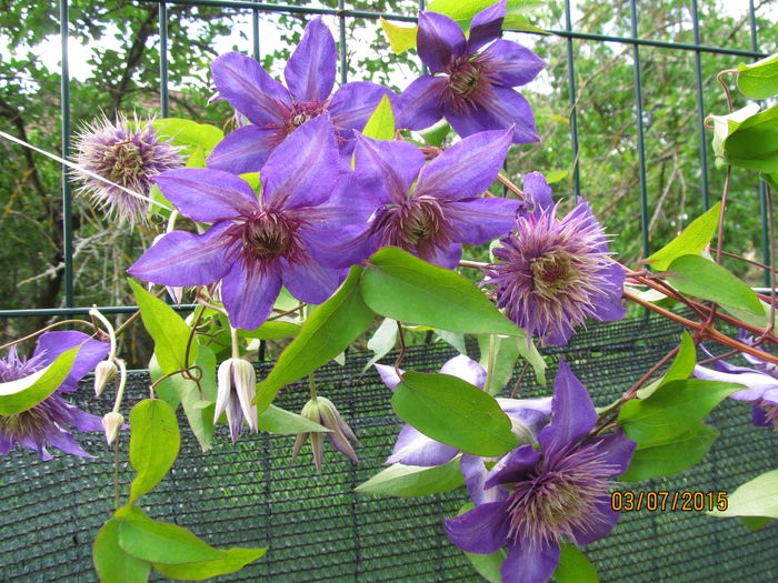 IMG_1198 - Clematis 2015