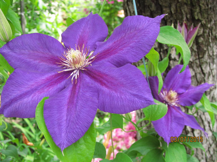 IMG_1227 - Clematis 2015