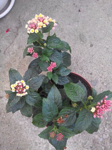 lantana - inceput de colecti Lantana 2015