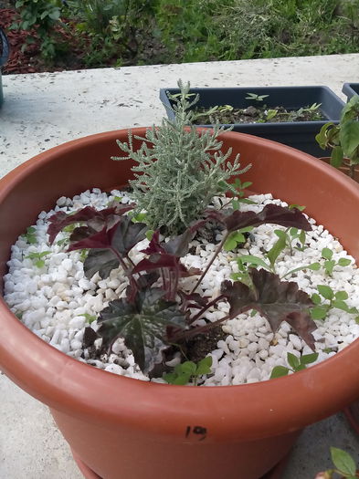 Santolina si Heuchera - Vara 2015