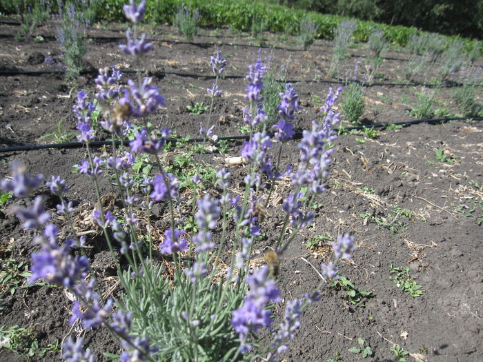 IMG_1904; flori lavanda angustifolia sevtopolis
