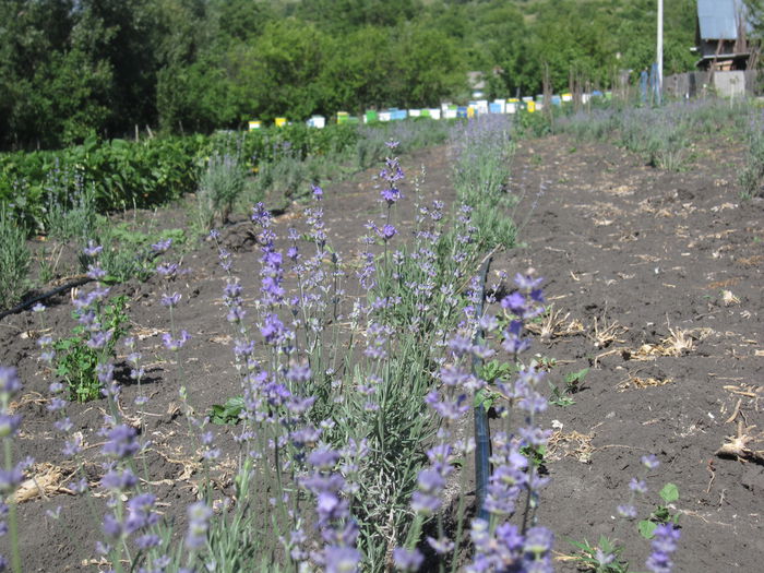 IMG_1875 - Lavanda primavara  2015