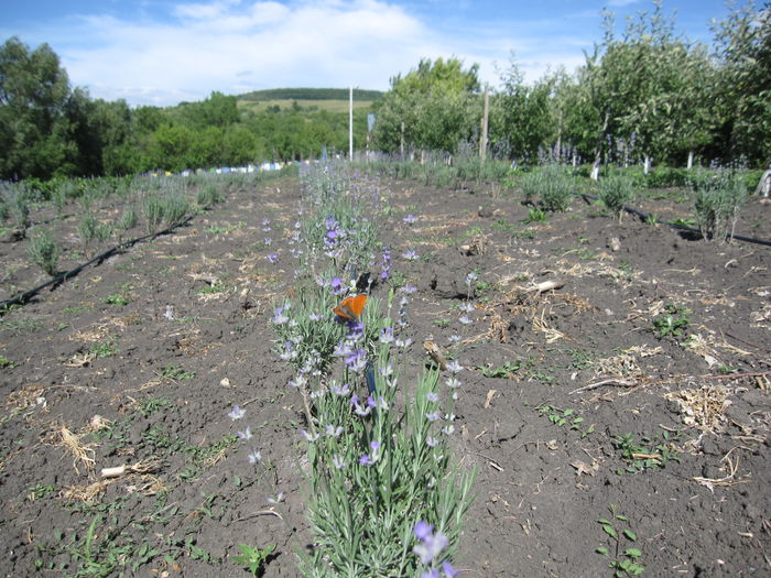 IMG_1878 - Lavanda primavara  2015