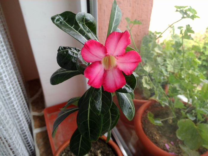 adenium