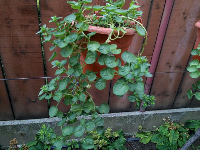 campanula alba