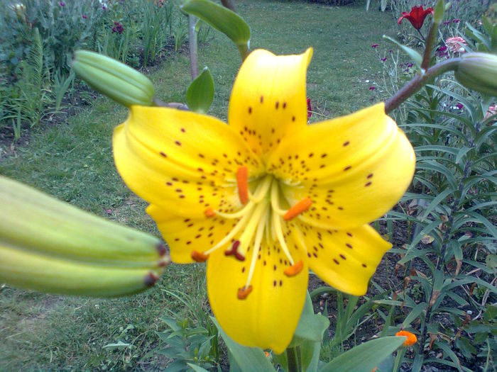Lilium_leichtlinii_ - CRINI - 2015
