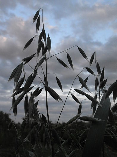 P7100469