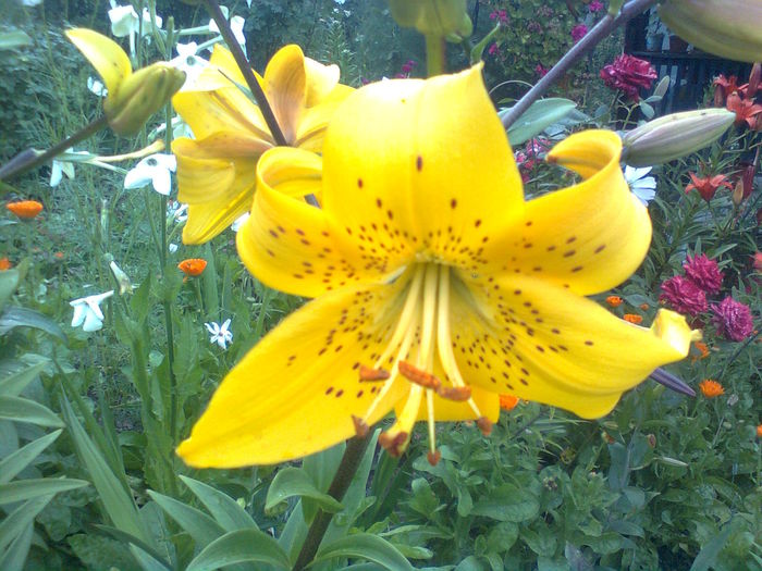 Lilium_leichtlinii_ - CRINI - 2015