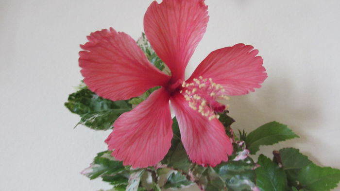 Cooperi Alba