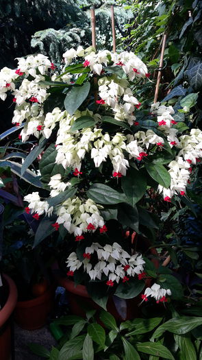 20150712_155338 - clerodendronii mei