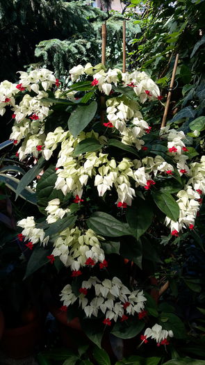 20150712_155331 - clerodendronii mei