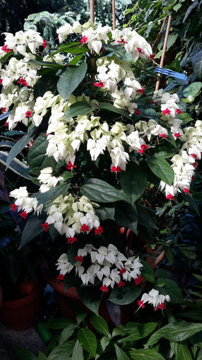 20150712_155324 - clerodendronii mei