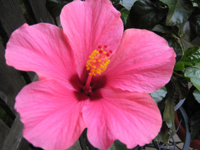 Picture My plants 4217 - Hibiscus Cairo Rosa