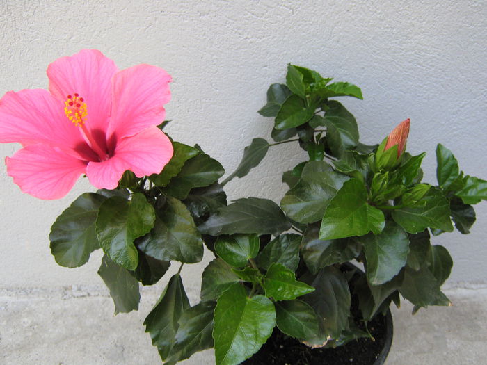 Picture My plants 4218 - Hibiscus Cairo Rosa