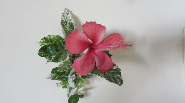 Cooperi Alba