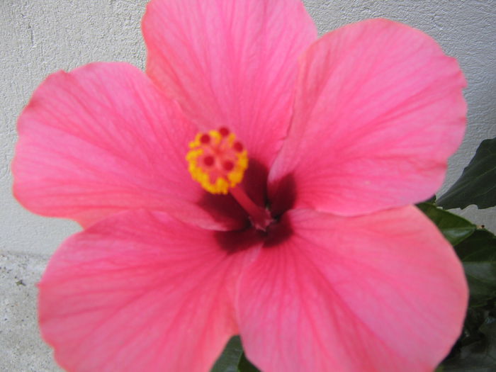 Picture My plants 4220 - Hibiscus Cairo Rosa
