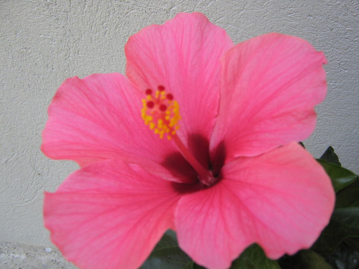 Picture My plants 4224 - Hibiscus Cairo Rosa