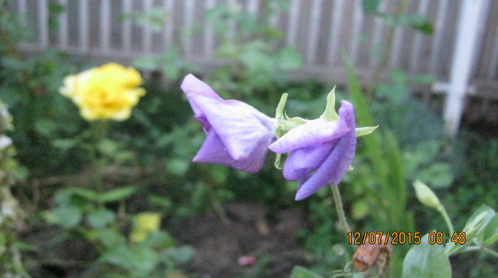 IMG_9641 - Lathyrus odoratus