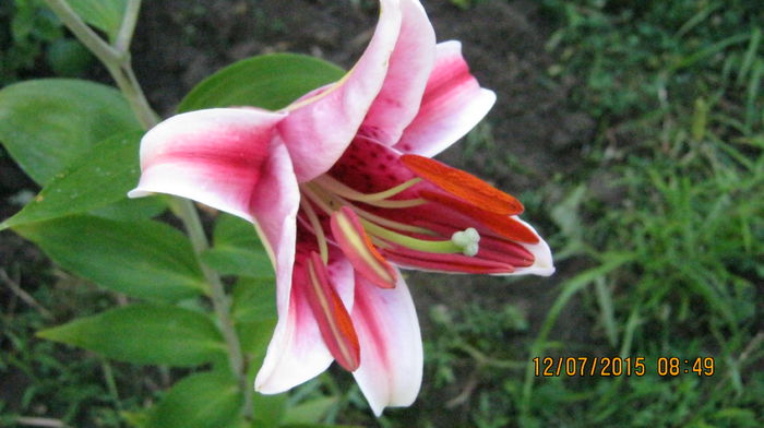 IMG_9645 - Lilium