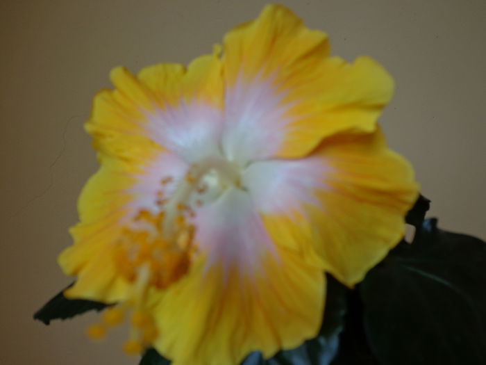 DSC08523