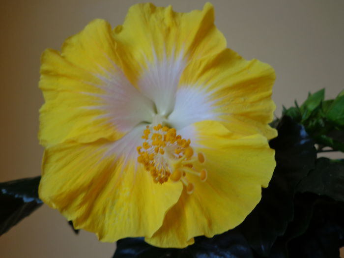 DSC08515 - HIBISCUS  2015