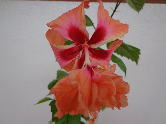 DSC08583 - HIBISCUS  2015