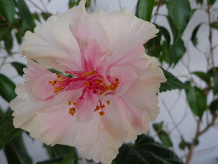 DSC08533 - HIBISCUS  2015