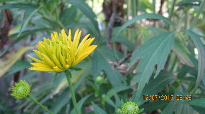 IMG_9635 - Rudbeckia