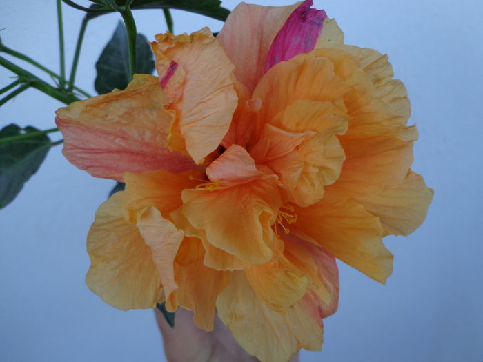 DSC08592 - HIBISCUS  2015
