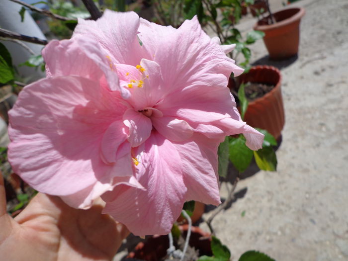 DSC08686 - HIBISCUS  2015