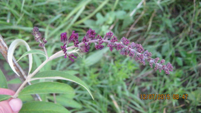 este indigo - Buddleja davidii