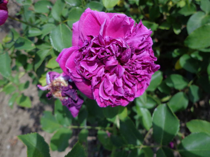 DSC08668 - Flori de trandafiri 2015