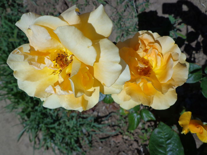 DSC08673 - Flori de trandafiri 2015