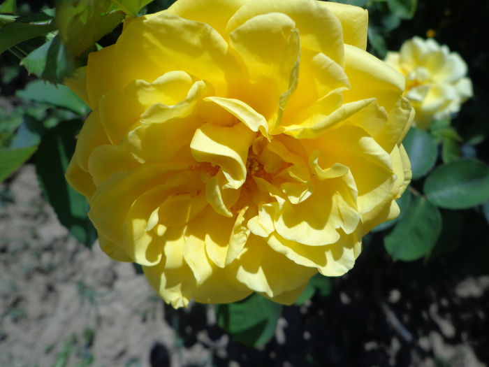 DSC08678 - Flori de trandafiri 2015