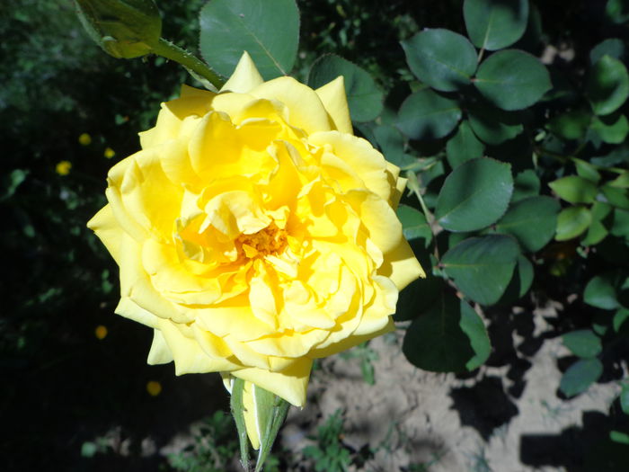 DSC08679 - Flori de trandafiri 2015