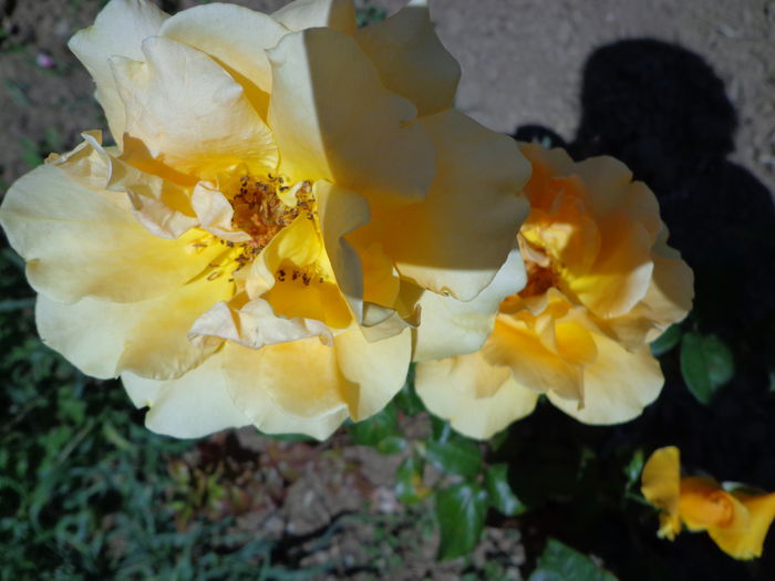 DSC08672 - Flori de trandafiri 2015