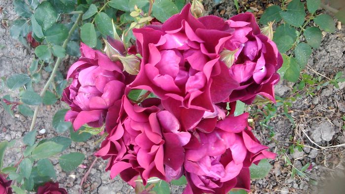 DSC_1369 - TRANDAFIRI 2015 III