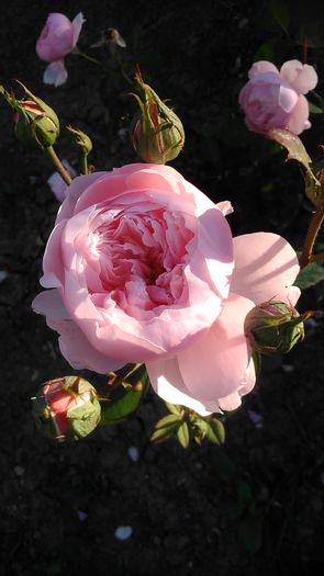 DSC_1279 - TRANDAFIRI 2015 III