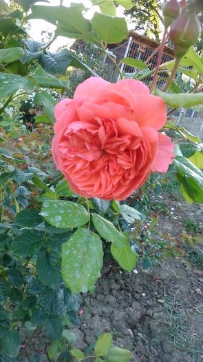 DSC_1280 - TRANDAFIRI 2015 III