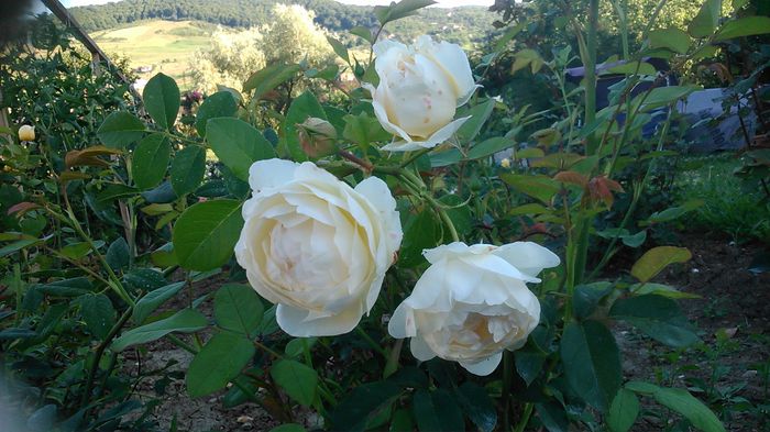 DSC_1281 - TRANDAFIRI 2015 III