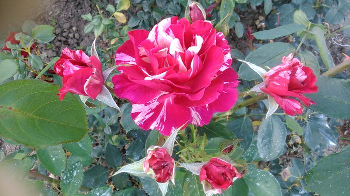 DSC_1282 - TRANDAFIRI 2015 III