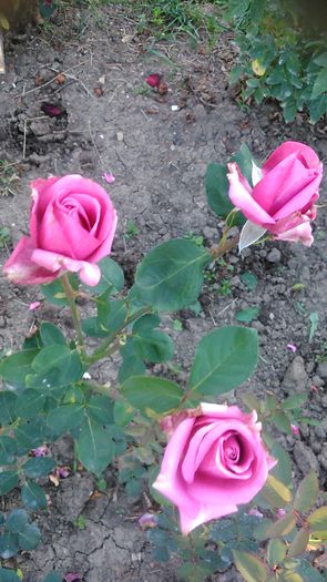 DSC_1284 - TRANDAFIRI 2015 III