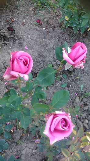 DSC_1285 - TRANDAFIRI 2015 III