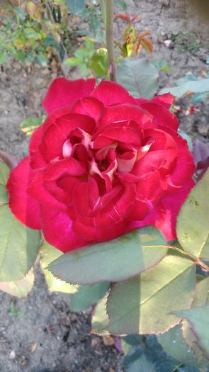 DSC_1287 - TRANDAFIRI 2015 III