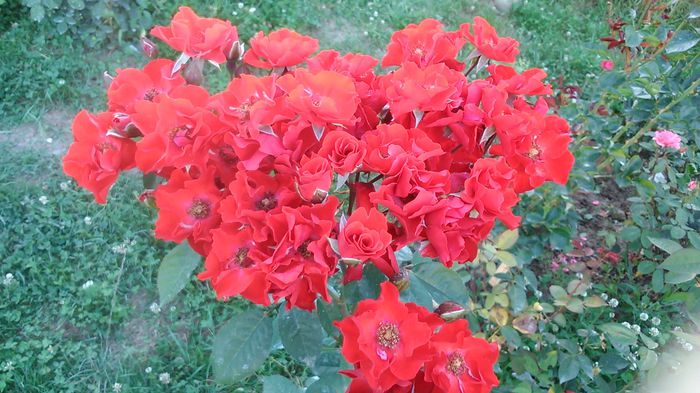 DSC_1289 - TRANDAFIRI 2015 III