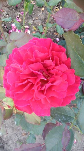 DSC_1290 - TRANDAFIRI 2015 III