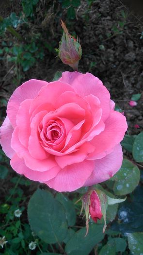 DSC_1291 - TRANDAFIRI 2015 III