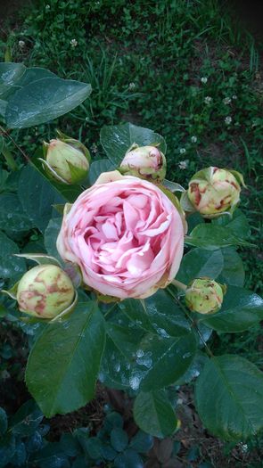 DSC_1292 - TRANDAFIRI 2015 III